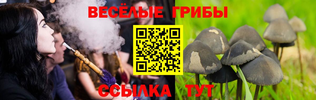 Галлюциногенные грибы Psilocybine cubensis Котлас